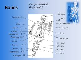 If you were to take one whole muscle and cut. Bones Muscles Joints And Movement Ppt Video Online Download