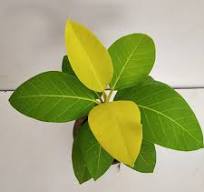 Ficus Benghalensis 'Gold' Thai Variety