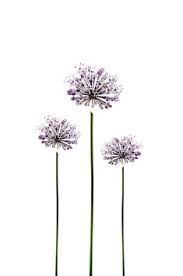 Botanical Flower Photograph Allium Purple By Galleryzooart On Etsy 70 00 Botanical Flowers Flowers Photography Flower Art