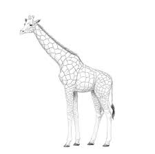 La girafe est un drôle animal,avec son long cou, elle peut voir au si vous posez la question: Comment Dessiner Une Girafe Et Un Motif De Girafe Design Et Illustration Developpement De Sites Web Jeux Informatiques Et Applications Mobiles