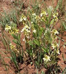 Image result for Eriosema angolense