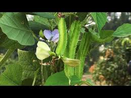 Image result for Psophocarpus grandiflorus