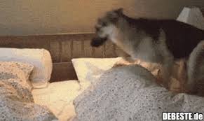Kann man schöner guten morgen sagen als mit einem guten morgen gif? 12 Lustige Gifs Guten Morgen Guten Morgen Lustig Debeste