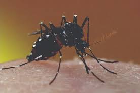 Popular black mosquito of good quality and at affordable prices you can buy on aliexpress. Asian Tiger Mosquito Identification Prevention Orkin
