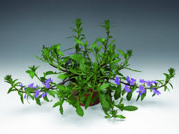 Image result for foto Vějířovka