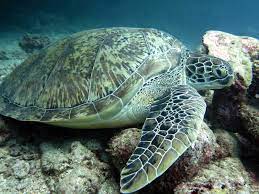 It is closely related to the kemp's ridley. Green Turtle Olive Ridley Project