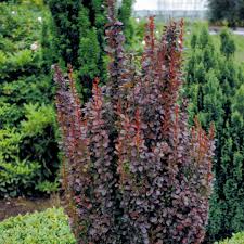 On dec 30, 2008, robubba from moulton, ia wrote: Helmond Pillar Barberry Spring Meadow Wholesale Liners Spring Meadow Nursery