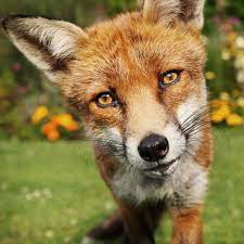 Browse & live stream episodes here. Fox And I Review Something Wild Wsj