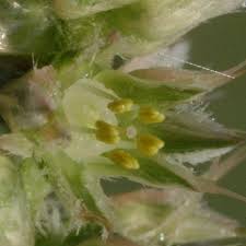 Image result for Cyathula orthacantha