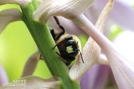 Treatment for bumble bee sting. Types Of Bees Commonly Found In Yards And Gardens