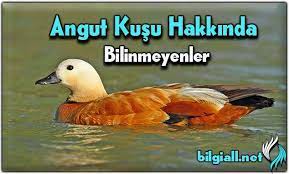 angut kusu ozelligi ve angut kusu hikayesi