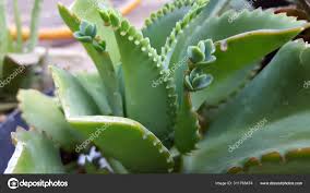 Image result for Bryophyllum