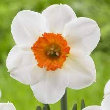 Narcissus Professor Einstein Narcissus Spring Flowering Bulbs Daffodils