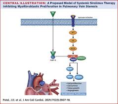 Image result for Sirolimus