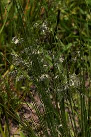 Image result for Eragrostis hispida