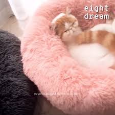 The World S Most Popular Premium Cat Bed Only Available Online Due To High Demand Eight Dream Cloud Beds Are Only Avai Spoiled Pets Cute Baby Animals Cat Bed