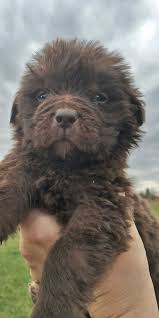 At times we may only have a few newfoundland available so we do. Newfoundland Newfie Puppies For Sale In Pennsylvania Horner Newfoundlands