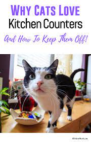 How To Keep Cats Off Counters Like A Pro Proven Tips Cats Cat Spray Cat Pee