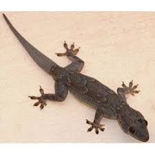 Cockroaches are carriers of germs that cause different stomach ailments. Lizard Pest Control Service In Dombivli West Thane Id 8597546588