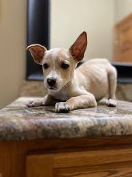 Blessed be the Bullies Rescue