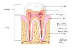 Gigi merupakan jaringan tubuh yang paling keras dibanding yang lainnya. Mengenal Anatomi Gigi Jenis Jenis Gigi Dan Fungsi Tiap Bagiannya