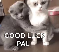6.arlo this animal crossing town name signifies a singer. Good Luck Cat Gifs Tenor