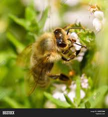 Western Honey Bee Image Photo Free Trial Bigstock