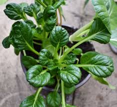 Pak choi also is known as bok choi, pak choy are all the same it's just spelled in different forms. Growing And Harvesting Pak Choi Maker Gardener Growing Harvest Growing Food