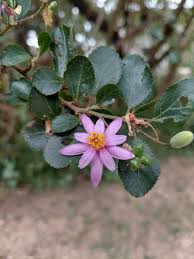 Image result for Grewia