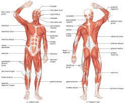 The muscles of the human body are responsible for movement; Muscle Map Of Human Body Muscle Map Human Body Human Anatomy Labelled Photo Muscle Map Of Huma Human Muscle Anatomy Human Body Muscles Human Muscular System
