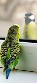 Birds A Lot Of Beauty Pics And Smart Tips Follow Please Https Www Pinterest Com Moycomp Pet Birds Pretty Birds Beautiful Birds