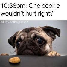 Funny animal memes is a page that people can post photos and share other hilarious animal photos :) like if you got a. Funny Animals Memes Pictures Funnyfoto