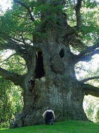 Green's tree & landscaping care has updated their hours and services. Majesty Oak 04 Weird Trees Nature Tree Unique Trees