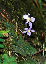 Image result for Streptocarpus hirticapsa
