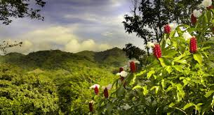 In fact, they're a mere 0.25% per year.⁹ in other words, if you purchase a property that's assessed as worth $300,000, you'll pay just $750 in taxes annually. Faqs About Buying Property In Costa Rica And Other Facts About This Beautiful Country