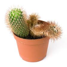 La primavera aqui empezo hace aprox un en cuanto a la cantidad de agua, normalmente regamos con la cantidad necesaria para obtener 2 moby dick. Fungicidas Caseros Para Cactus Muy Efectivos Con Video