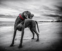 Gratis Afbeelding Op Pixabay Weimarse Staande Hond Hond Strand Dogs Dog Body Language Dog Behavior
