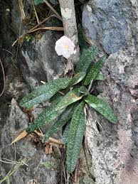 Image result for Eulophia horsfallii