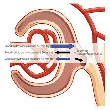 25 4 Physiology Of Urine Formation Glomerular Filtration Anatomy Physiology