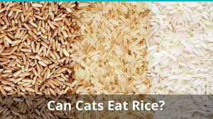 For example, cats are quite intolerant towards sweet raw potatoes can be just as poisonous for cats as they are for humans. Can Cats Eat Rice Is It Good And Safe Or Bad For Them