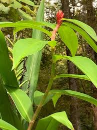 Image result for Siphonochilus brachystemon