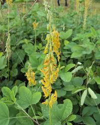 Image result for Crotalaria pallida