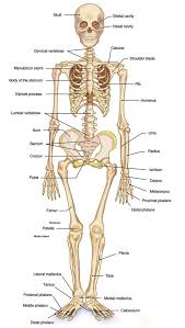 The hip bones, connected by the pubic symphysis, and the vertebrae, connected by intervertebral discs. What Is Skeleton Draw A Diagram To Show The Human Skeleton
