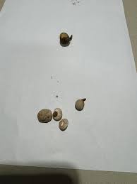 Greer South Carolina ingested by 2 year old