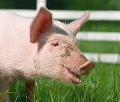 How to start an animal sanctuary. 7 Things I Learned About Starting An Animal Sanctuary
