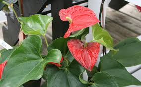 All About Anthuriums Behnke Nurseries Gardening Blog