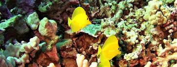 Scuba Diving On The Big Island Of Hawaii Paradise In Hawaii Luxury Homes