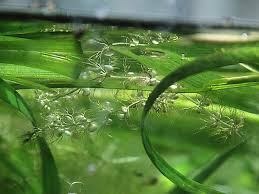 Image result for Utricularia reflexa