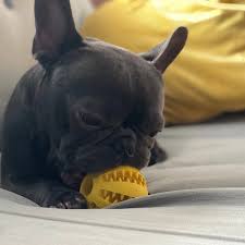 Because of the shape of their ears, they may collect debris and require more don't worry about getting ear cleaning solution in your french bulldog's ear canal! Chew Ball Toy For Dog Tooth Cleaning Dog Teeth Cleaning Ball Aubenord
