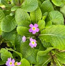 Image result for Emilia violacea